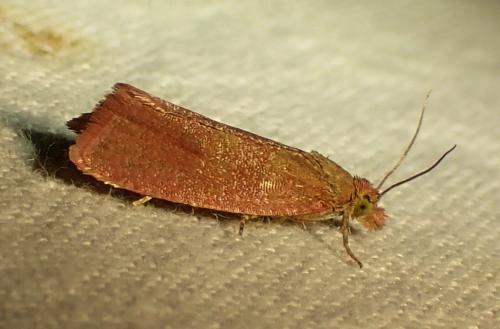 Réf. 325 674 : Celypha rosaceana